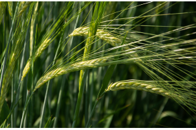 Семена ярового ячменя РЖТ Планет